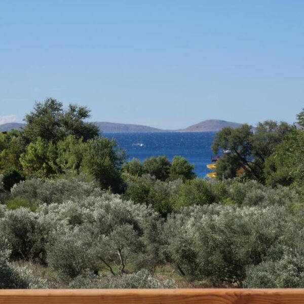 View of nature, olive trees and the sea from the balcony