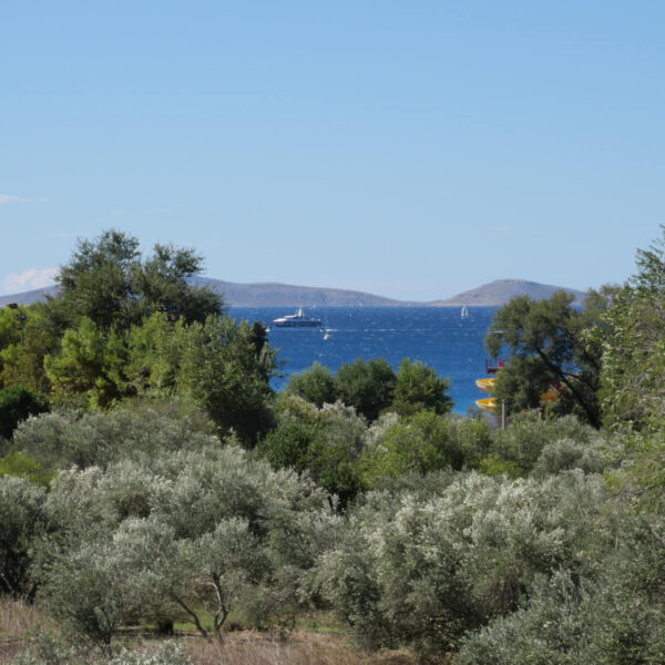 View of the blue sea and green trees in daylight